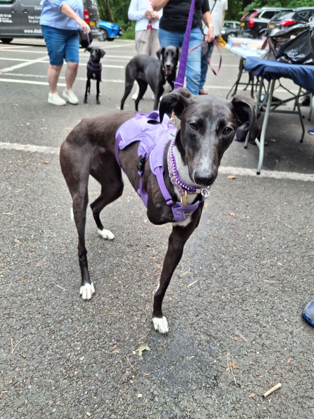Sighthound Harness | Whippets, Greyhounds & Lurchers | Escape Proof