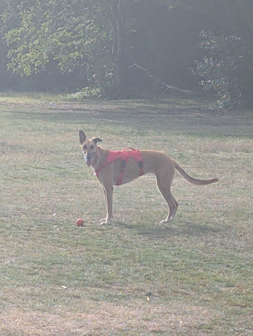 Sighthound Harness | Whippets, Greyhounds & Lurchers | Escape Proof