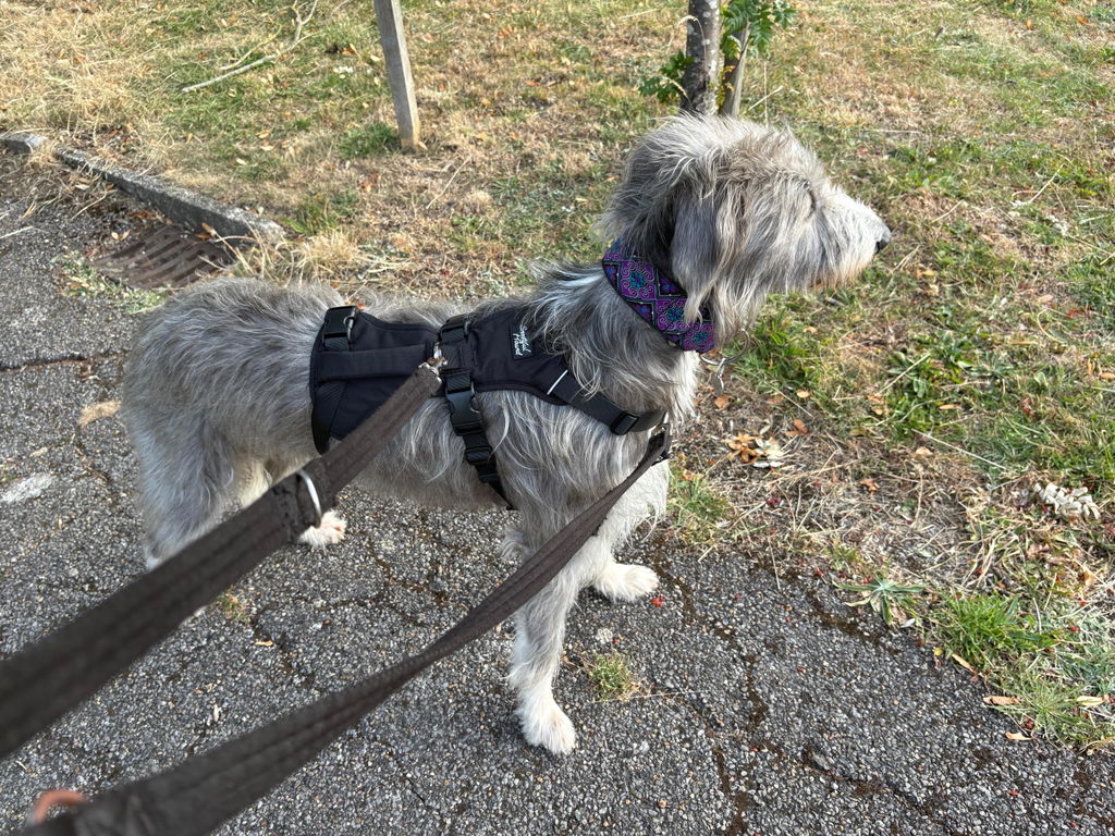 Lightweight Summer Harness for Sighthounds | Breathable, Comfortable & Escape Proof