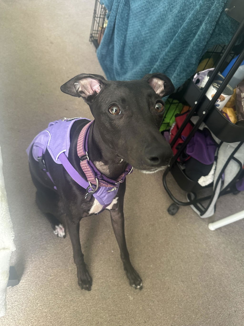 Snootiful Hound
