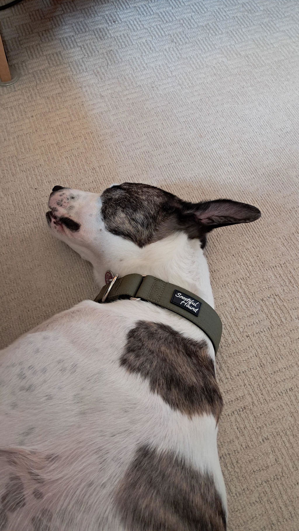 Olive Green Padded Martingale Collar for Sighthounds