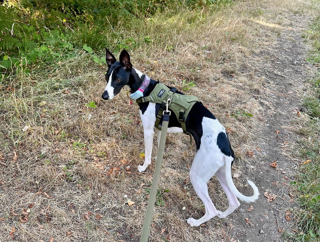 Lightweight Summer Harness for Sighthounds | Breathable, Comfortable & Escape Proof