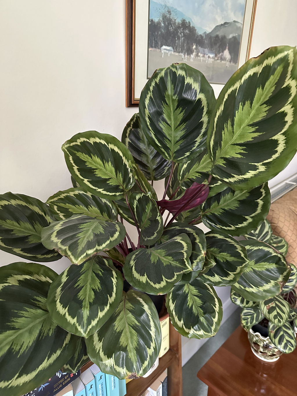 Premium Calathea & Maranta Blend – Soil Ninja