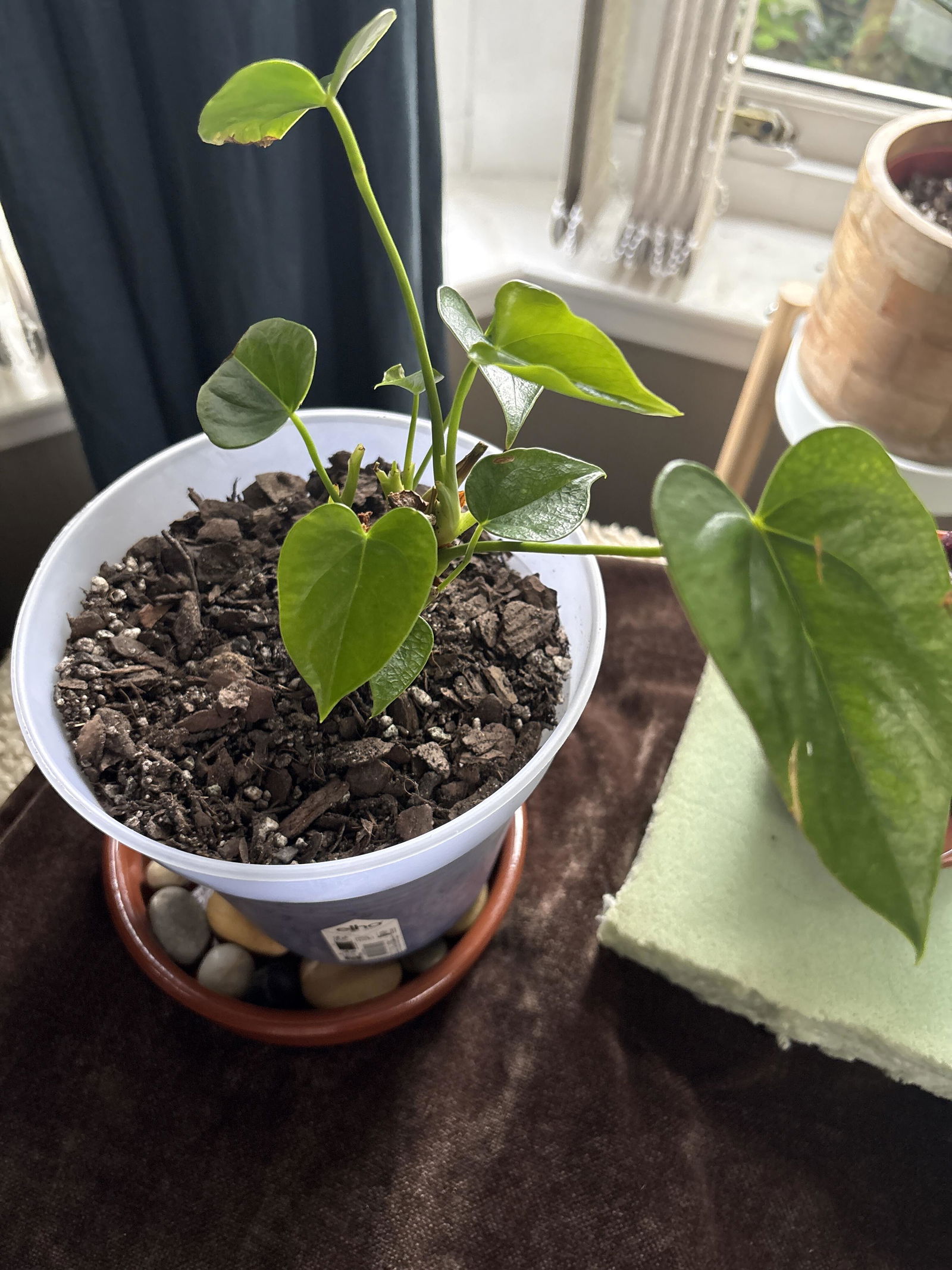 Premium Anthurium and Orchid Blend – Soil Ninja