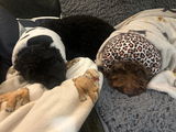 Leopard Print Hush Muff