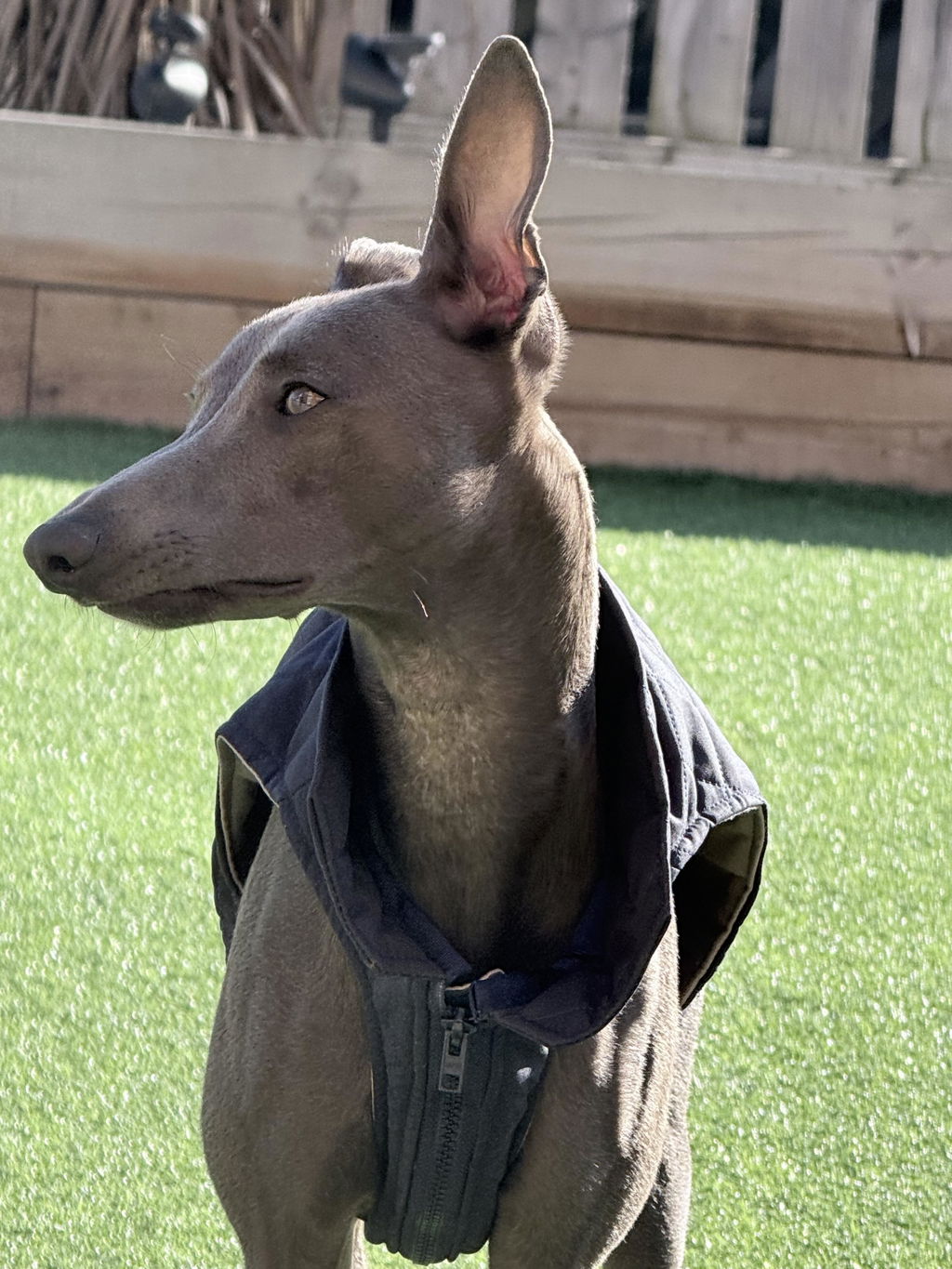 THE MARGOT Whippet Gilet