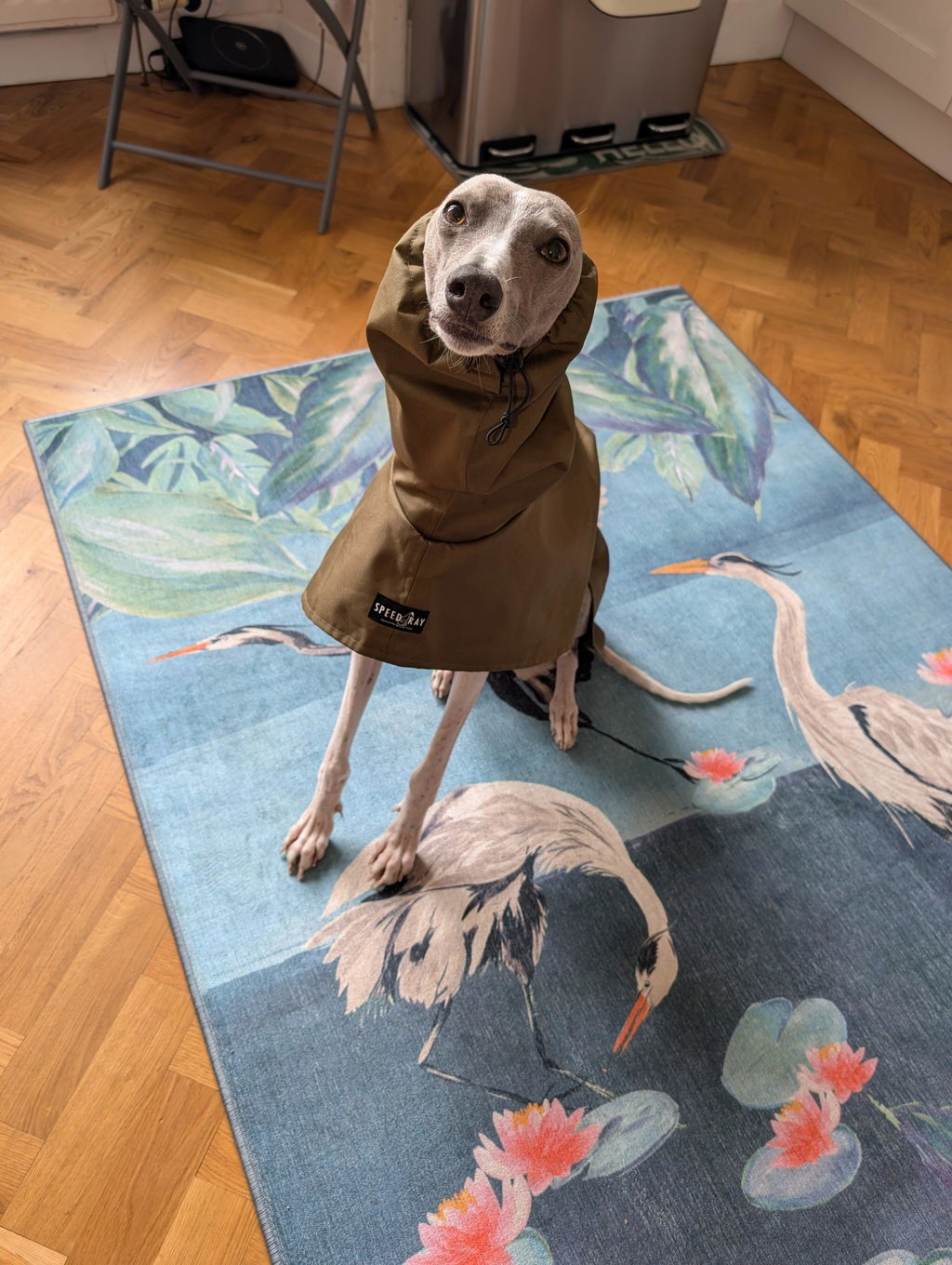 THE ELSA Whippet Raincoat - In Stock