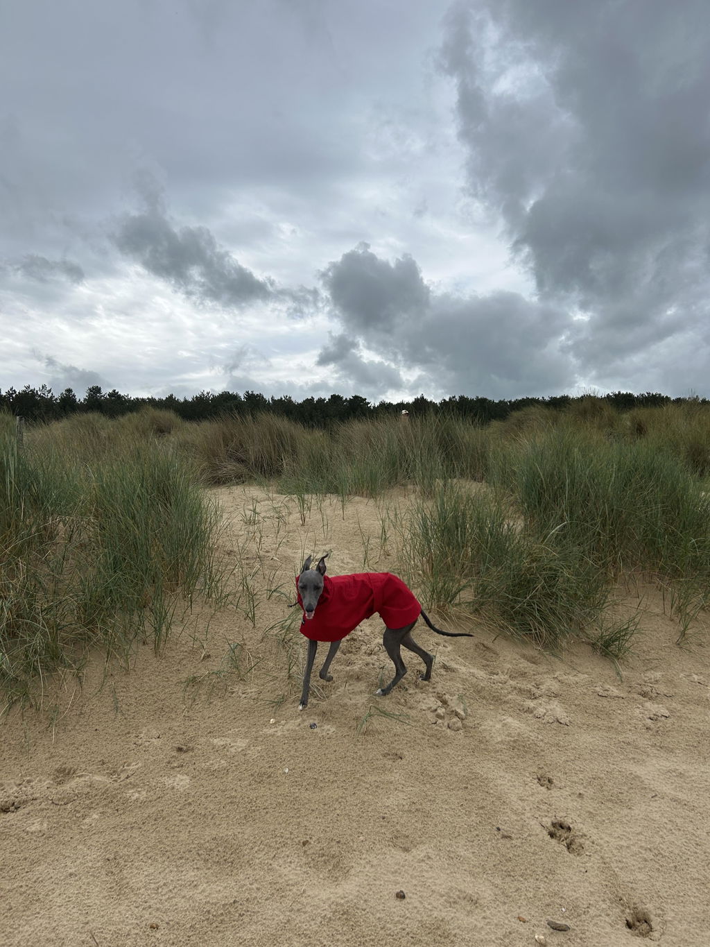 THE ROXY Whippet Raincoat - In Stock