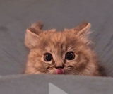 B07:Skinny Cat With Pink Paws And Blue Eyes