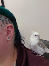 User picture