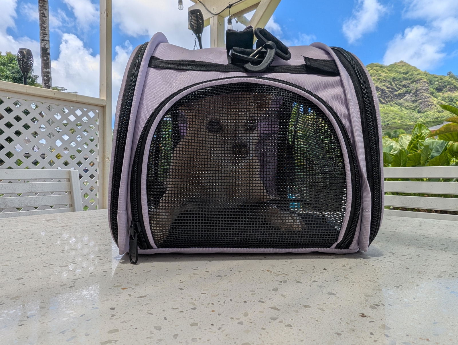Totes'ter Compact Airline-Approved Carrier for Cats & Dogs
