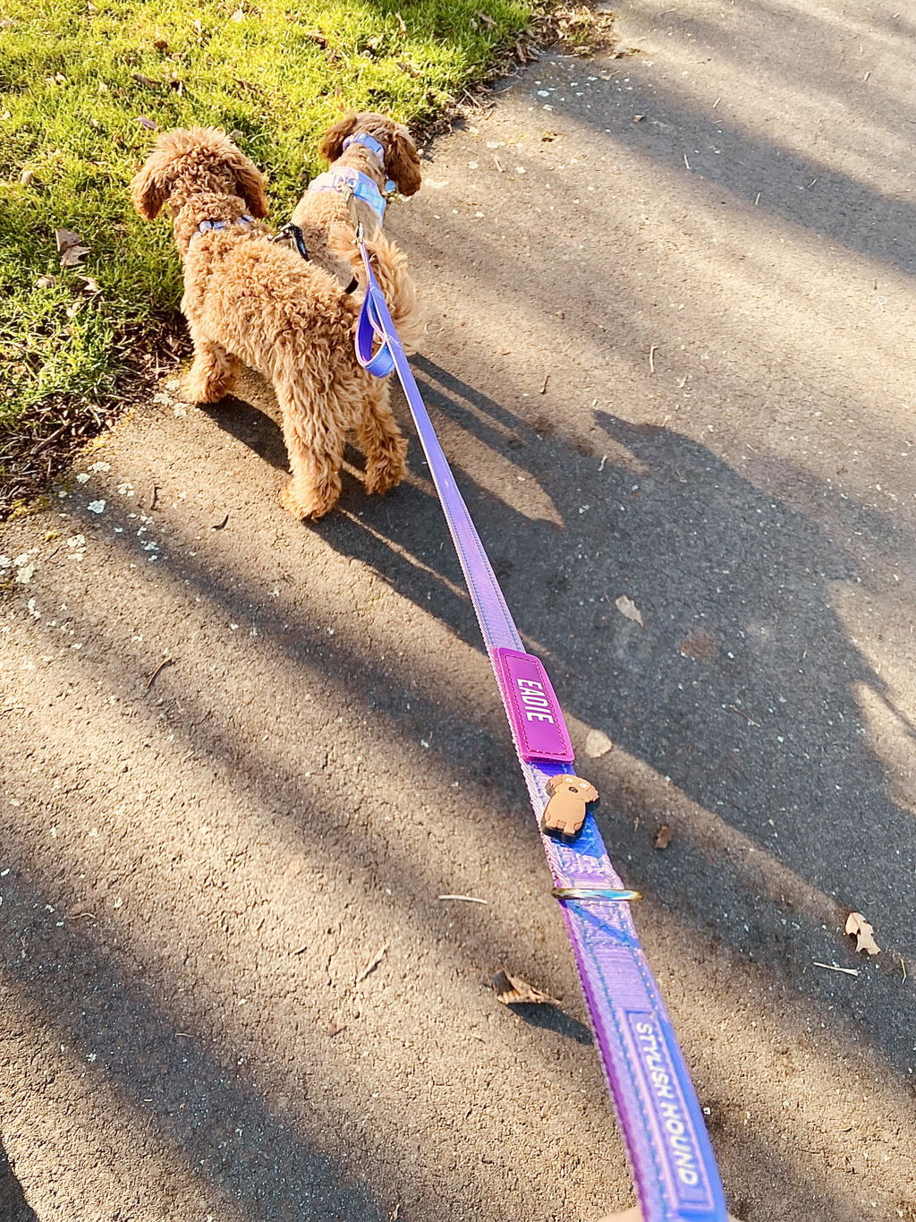 Berry Personalised Leash