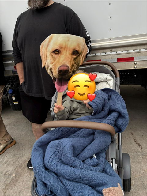 Face on a Stick