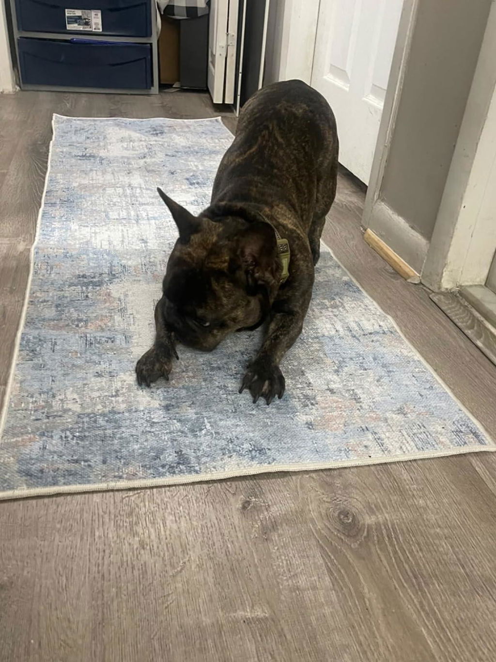 Pet Friendly Machine Washable Modern Area Rug - Crafted in the USA - Soft Pile