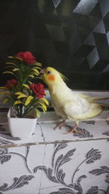 User picture