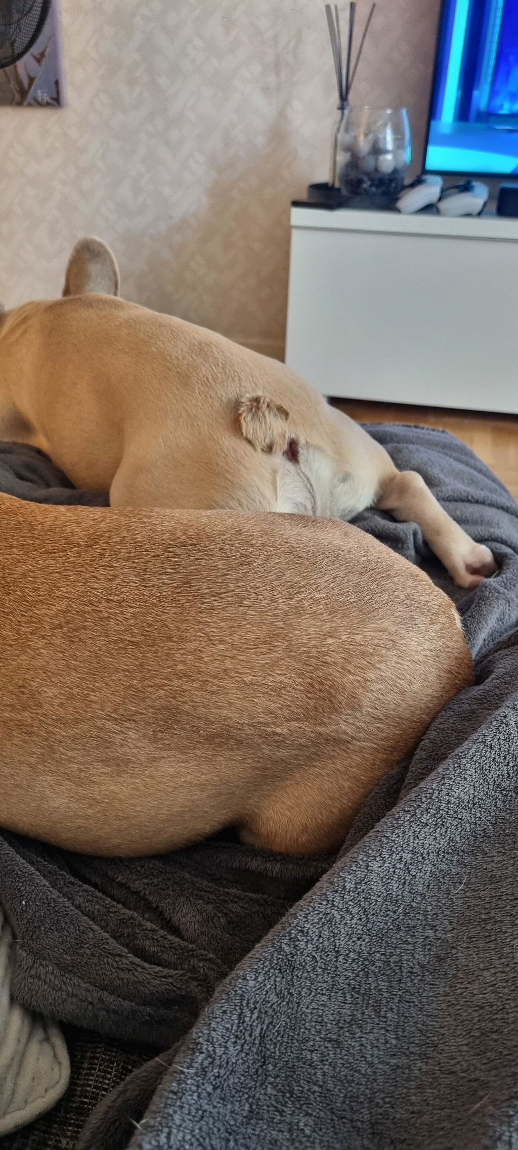 Caroline L:s franska bulldogar