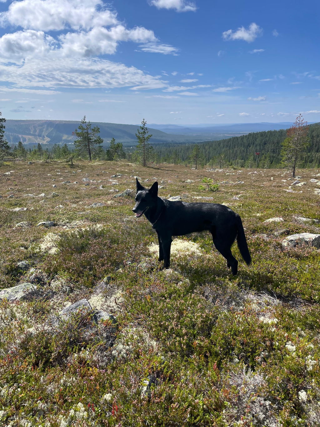 Kerstin R:s hund Valle på fjället