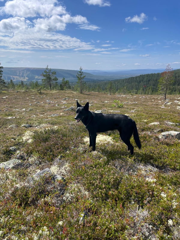 Kerstin R:s hund Valle på fjället