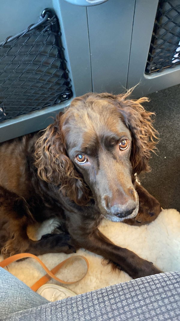 Susanne D:s hund Ctella