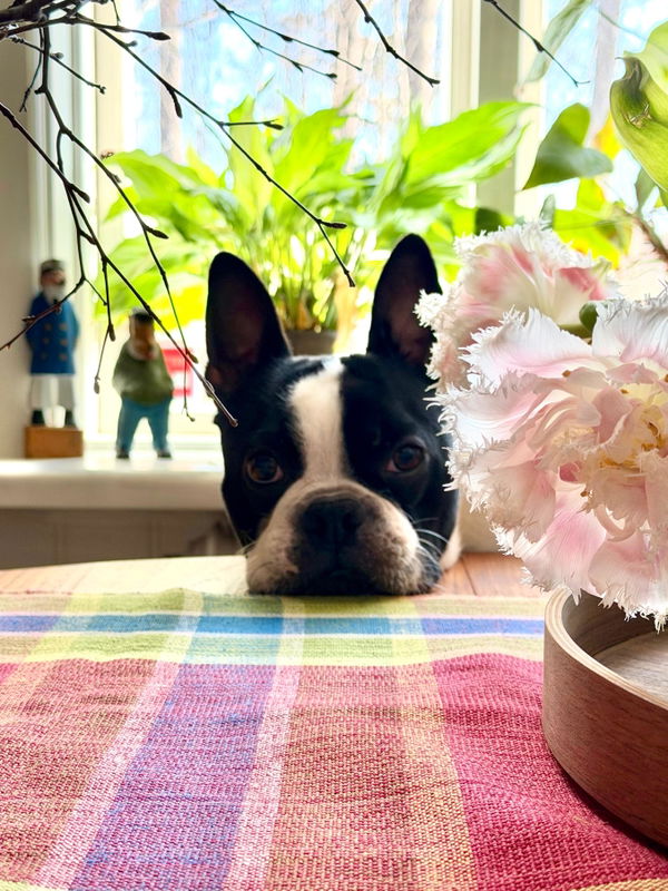 Annas hund