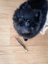 Naturligt Hundgodis Hjort Tuggrulle 15 cm