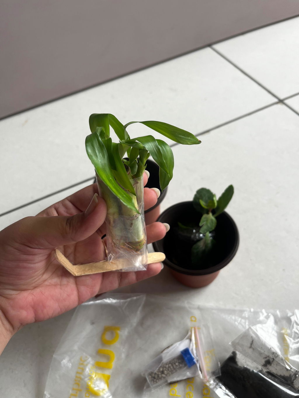 Lucky Bamboo Plant Saplings (3pcs)