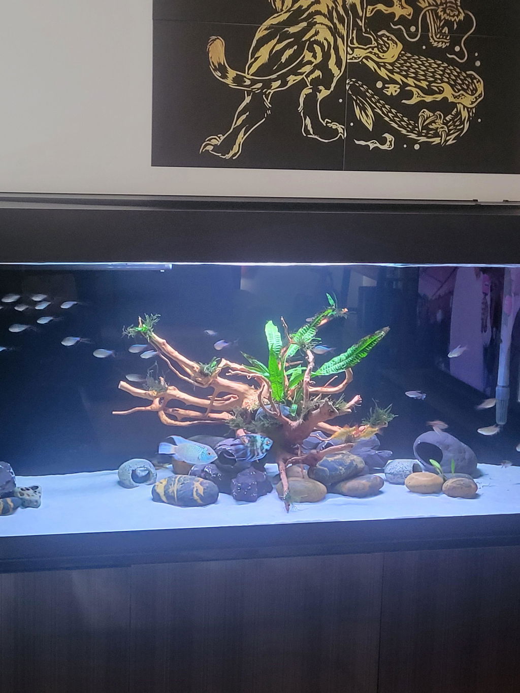 Spiderwood