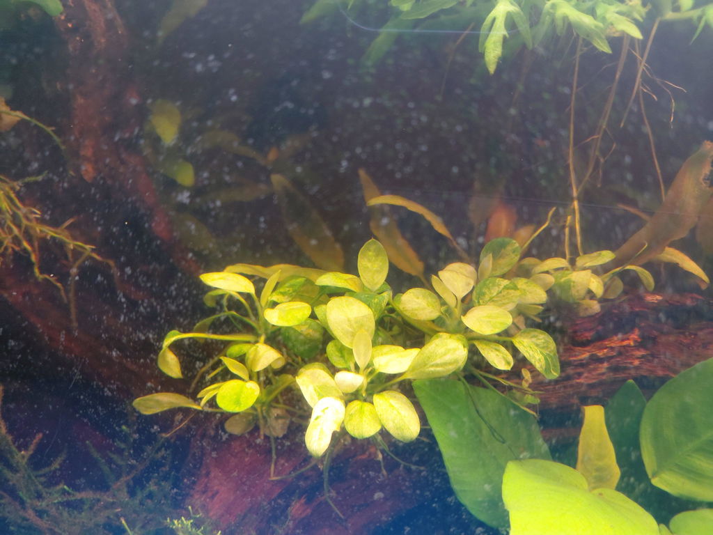 Anubias Marble Tissue Culture (Aquascaping Essentials)