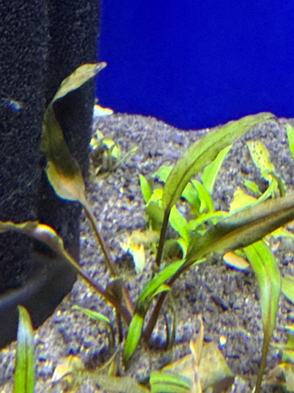 Cryptocoryne Wendtii Red Tissue Culture (Aquascaping Essentials)