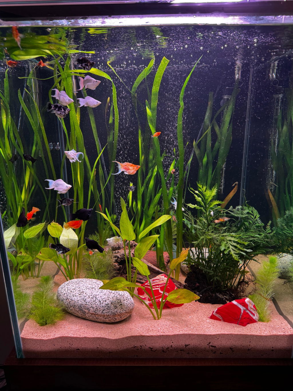 Chihiros WRGBII PRO LED