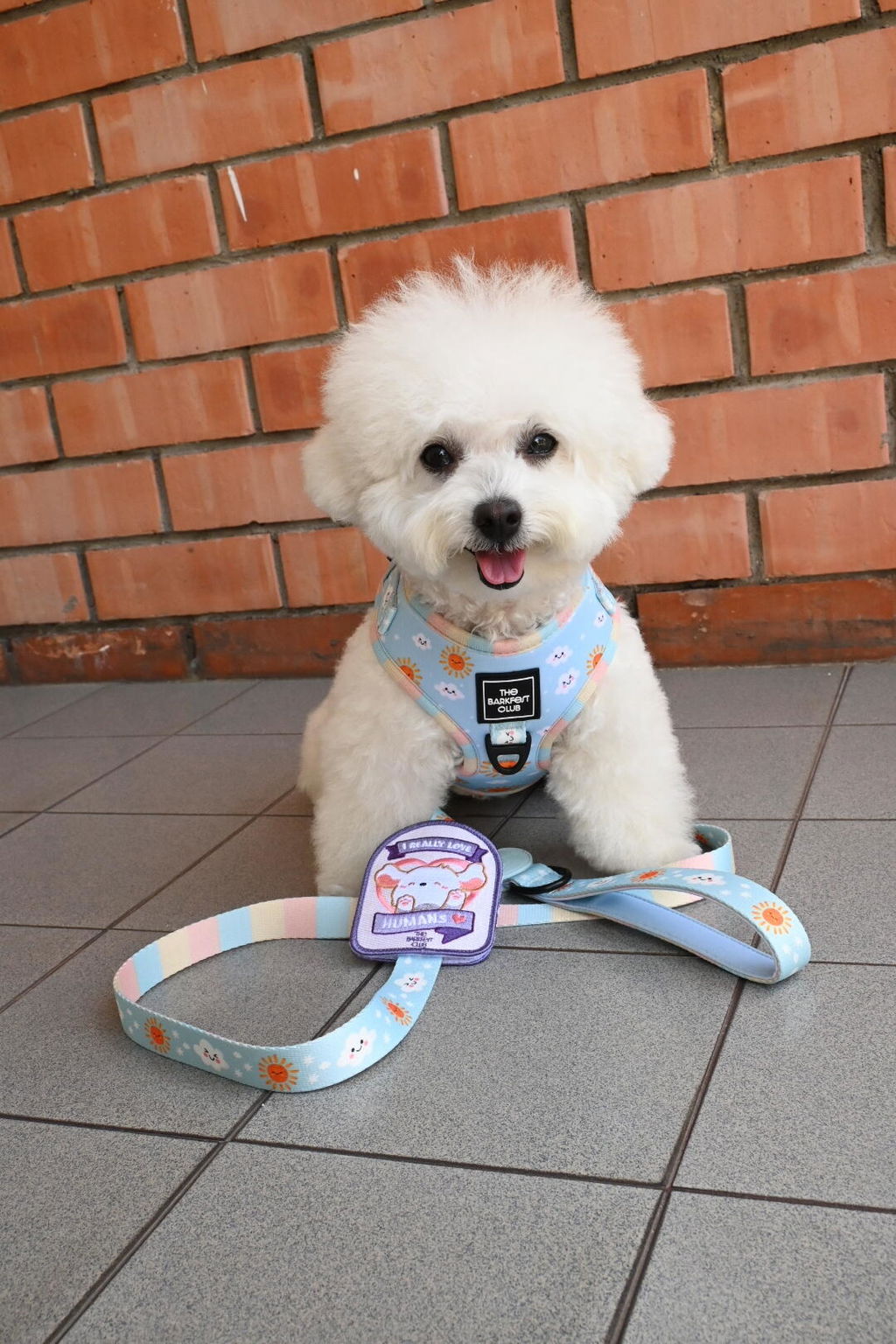 SUNNY-SIDE PUP | Bundle