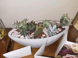 Cactus Cutie Planter