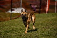 Premium Blend Raw Dog Food
