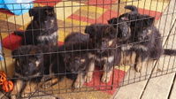 Ultimate Blend Raw Dog Food