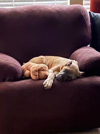 Ultimate Blend Raw Dog Food