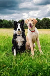 Premium Blend Raw Dog Food
