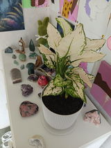Aglaonema White Valentine