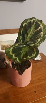 The Lily Pot