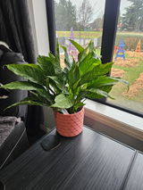 Coral Textured Plant Cover Pot