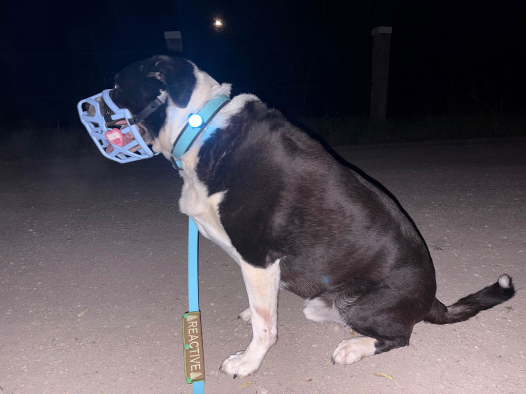 Twiggy Tags TrekBright® Dog Safety Light