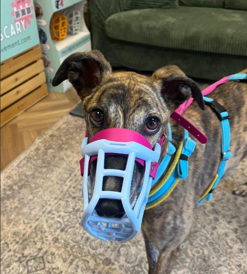 Size Neli Dog Muzzle - Made to order muzzle with colour customisation