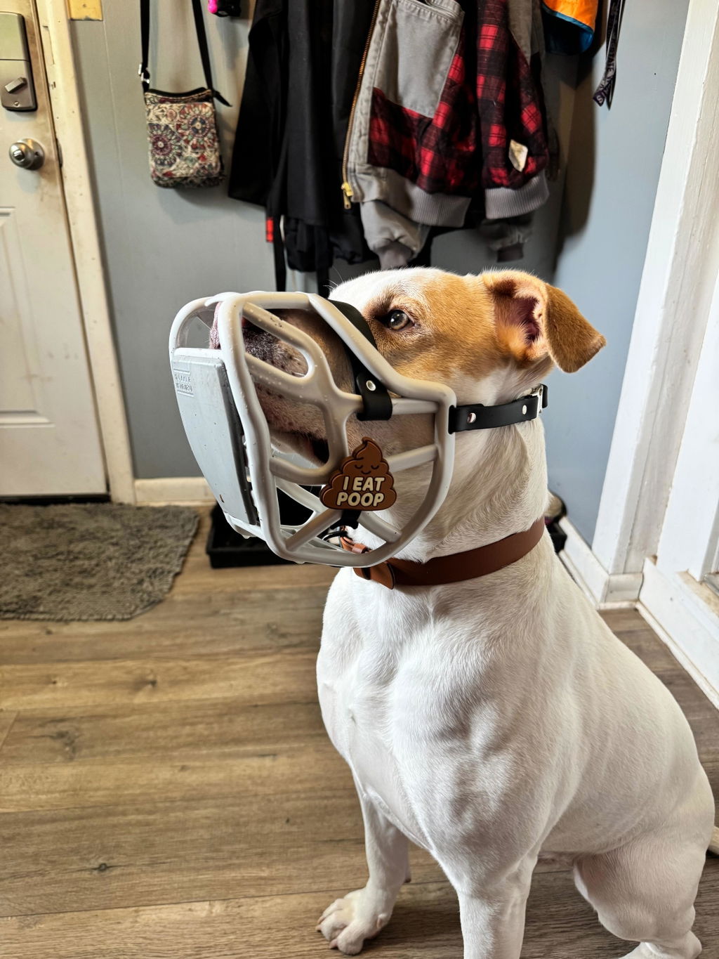 Size Harry 2.0 Dog Muzzle - Made to order muzzle with colour customisation