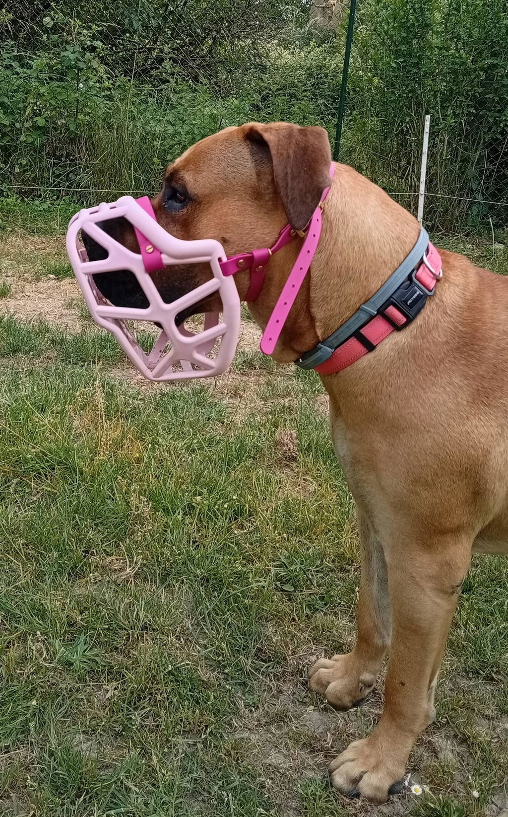 Size Mitzy Dog Muzzle - Made to order muzzle with colour customisation