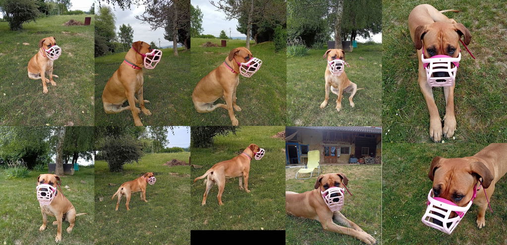 Size Mitzy Dog Muzzle - Made to order muzzle with colour customisation
