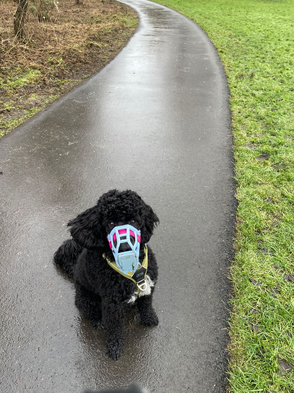 Size Rex Dog Muzzle - Made to order muzzle with colour customisation