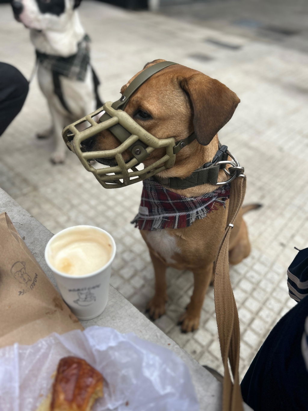 Size Tolly Dog Muzzle - Made to order muzzle with colour customisation