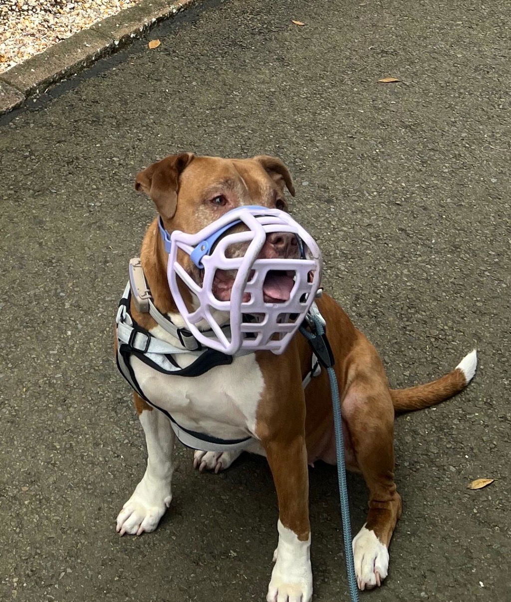Size Harry 2.0 Dog Muzzle - Ready to ship