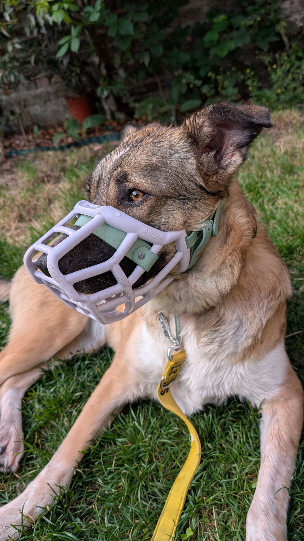 Size Tolly Dog Muzzle - Made to order muzzle with colour customisation