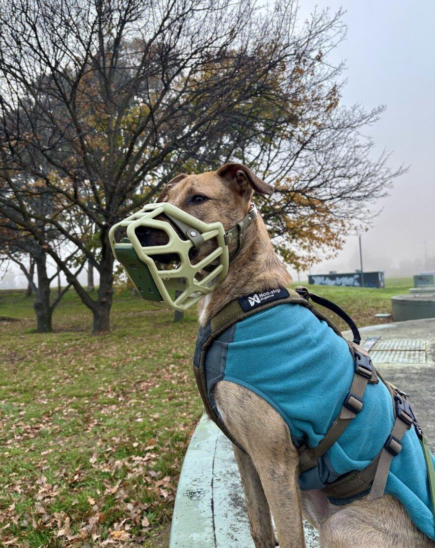 Size Taz Dog Muzzle - Made to order muzzle with colour customisation