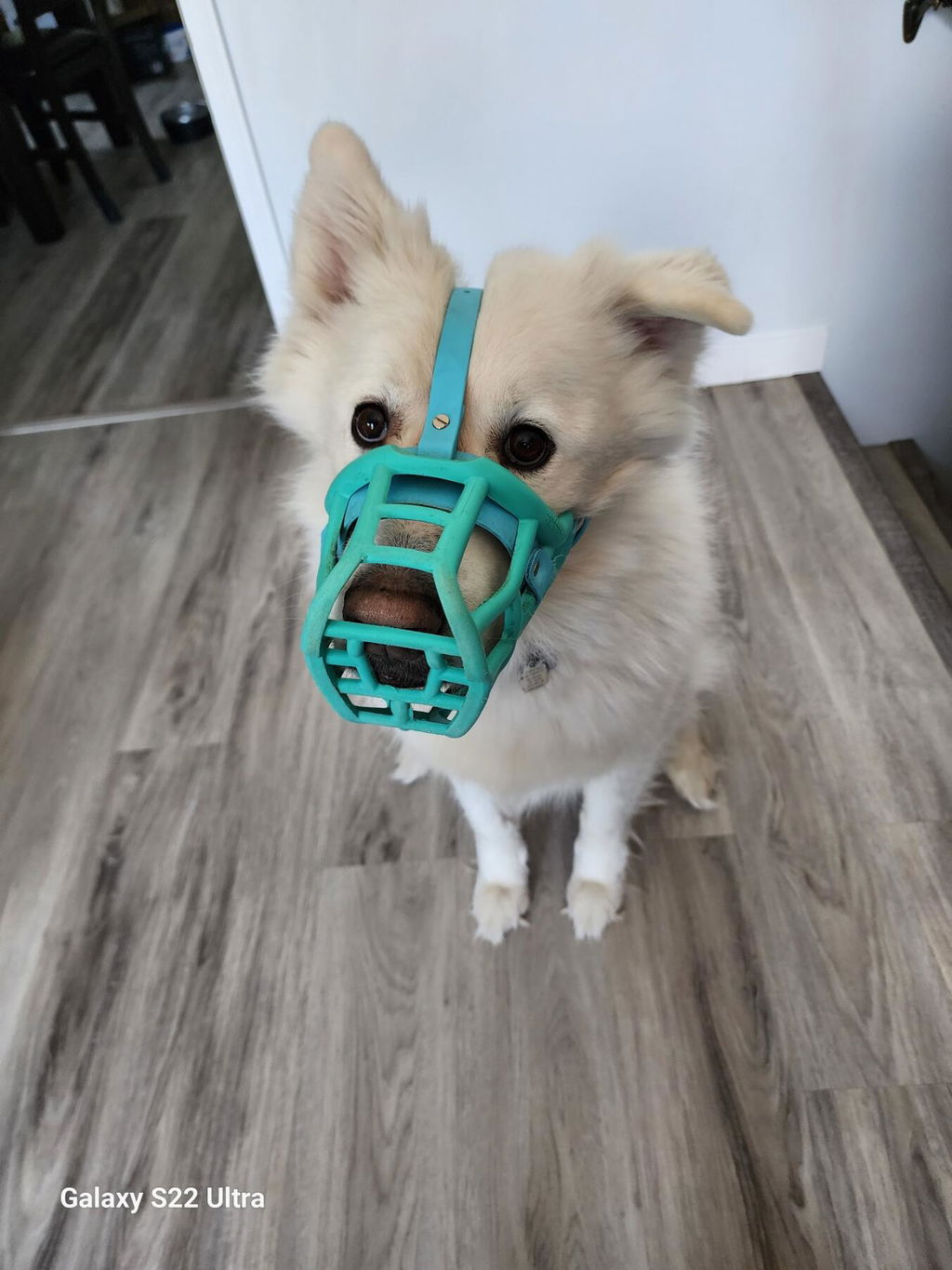 Tolly Dog Baskets
